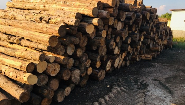 Toptan Çam ve Meşe Ağaçları