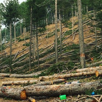 Vural Orman Ürünleri - Toptan ve Perakende Satış - Ahşaba Dair Herşey